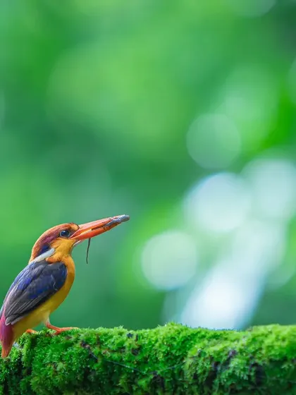 A wider view of the Oriental Dwarf Kingfisher, showing its small size in the vastness of the green forest. It's a jewel of the Western Ghats.
