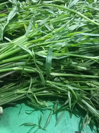 Bundles of a thin, stem-like green vegetable. This is likely a local variety of water spinach or a similar plant, used in stir-fries.