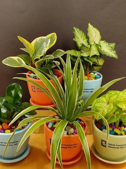Another angle of the diverse plant collection for Talrak Construction, showing the quality and variety we provide in our corporate orders.