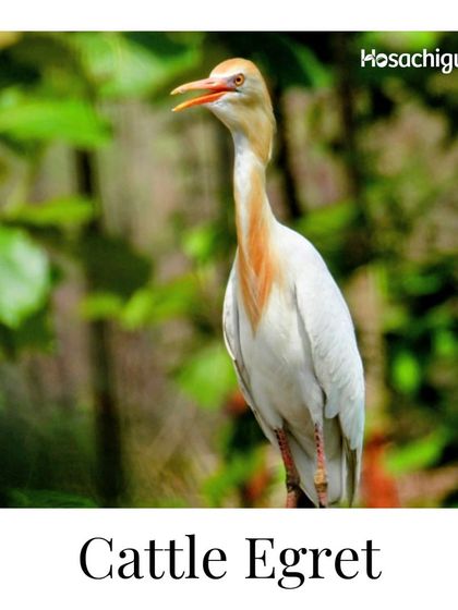 A Cattle Egret, often seen foraging alongside our cows. These birds share a symbiotic relationship with livestock, helping to keep them free of ticks and other insects.
