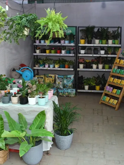 This corner of our studio showcases a selection of indoor plants paired with colorful pots. We can help you mix and match to create the perfect ready-to-display arrangement for your home or as a gift.