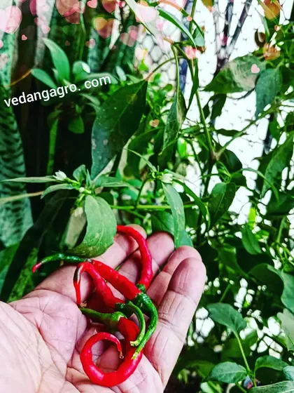 A handful of fiery red chillies, fully ripened on the plant for maximum flavor.