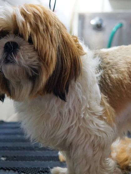 Tail It Easy - Mobile Pet Grooming Transformations: Before & After photo 6