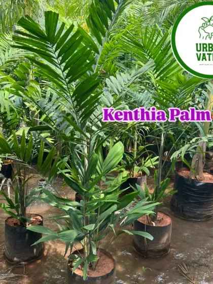 The Kenthia Palm is a beautiful and elegant palm, perfect for both indoor and outdoor shaded areas.
