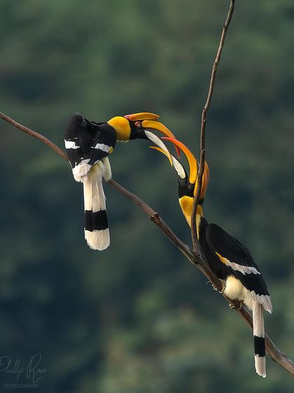 Two Great Indian Hornbills engage in a casque butting ritual. Witnessing and photographing these fascinating social interactions is a highlight of my hornbill expeditions.