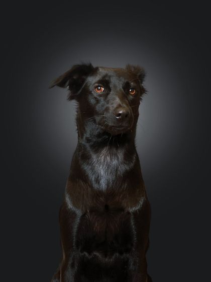 Priyanka - Themed & Special Occasion Pet Photography The Goofy & The Majestic: Studio Portraits photo 8
