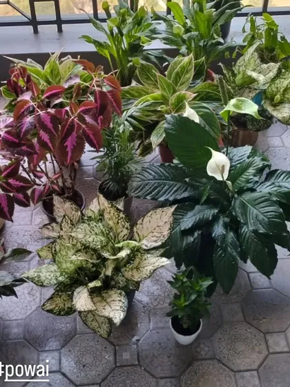 A beautiful collection of healthy indoor plants after a maintenance visit in Powai. We care for a wide variety of plants, including Aglaonemas, Peace Lilies, and Coleus, ensuring each one gets the specific attention it needs.