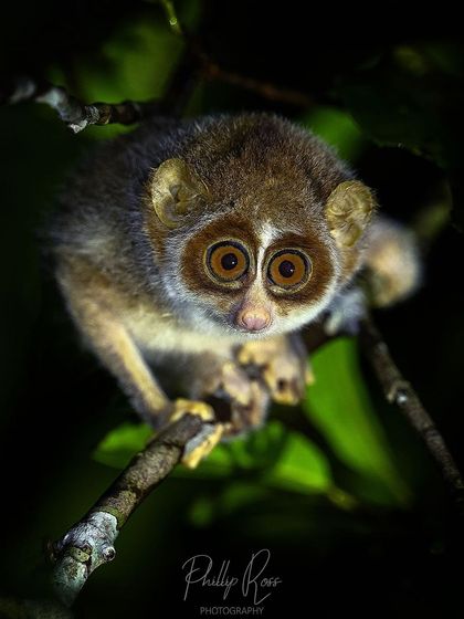 The Grey Slender Loris, or 'Kaadu Papa' (forest baby), peers down from a branch. Finding these small, nocturnal primates with their huge eyes is a special perk of going on night walks.