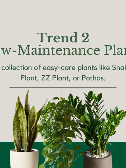 Trend 2: Low-Maintenance Plants. For busy offices, I recommend hardy plants like the Snake Plant, ZZ Plant, or Pothos. They thrive on neglect and still look fantastic.