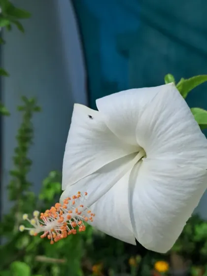 Bhardwaj - Urban Gardening Consultation A Riot of Colorful Flowers photo 41