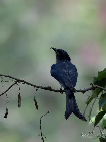 A Black Drongo perched on a branch, its forked tail a key identification feature.