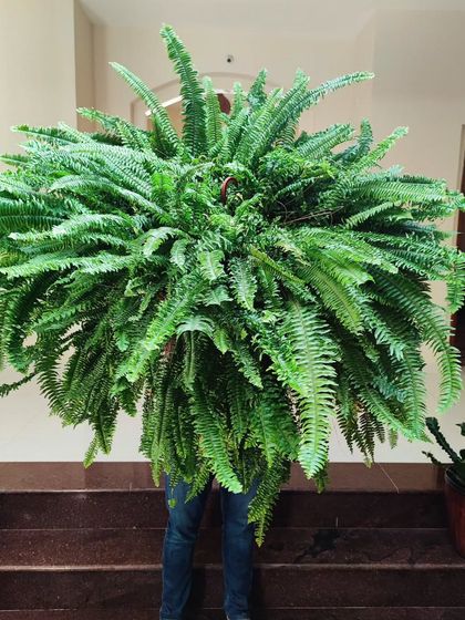 A Showcase of Our Plants photo 3