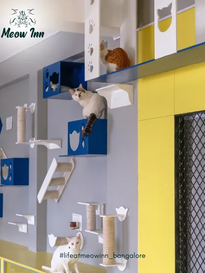 Cats love to climb, so I've turned the walls into a vertical playground. These custom-built shelves, boxes, and scratching posts allow our guests to explore, perch, and watch over their kingdom from up high.