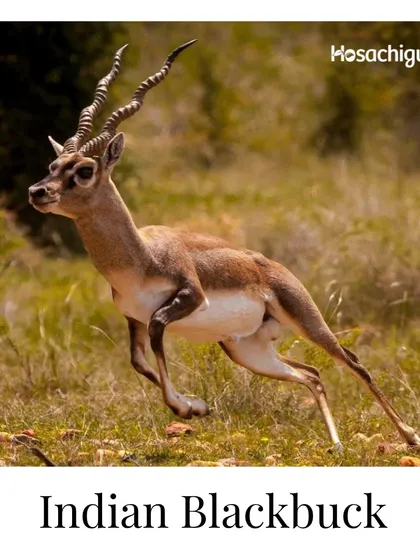 The Indian Blackbuck, a graceful and shy creature, thrives in the grassland habitats around our farms. Protecting these animals is a core part of our commitment to biodiversity.