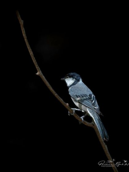 A dramatic shot of a Cinereous Tit against a pure black background.