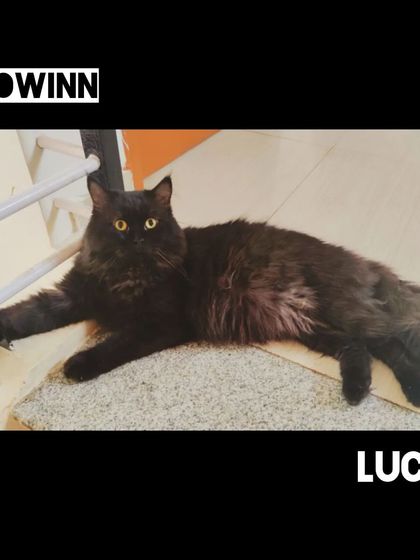 Meow Inn - Cat Lounge & Play Sessions Relax & Recharge: Cozy Moments photo 16