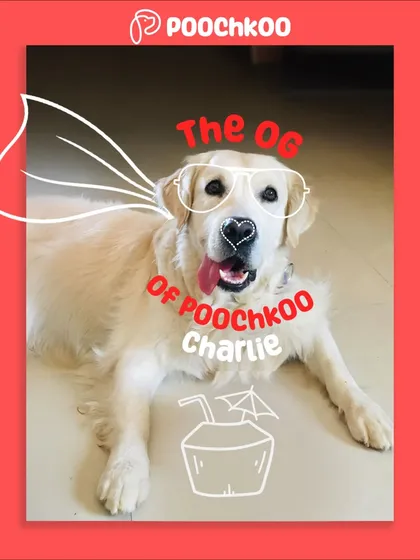 Every pack needs an OG, and ours is Charlie! He’s the heart and soul of Poochkoo, reminding us every day to keep the vibes pawsitive and full of love.