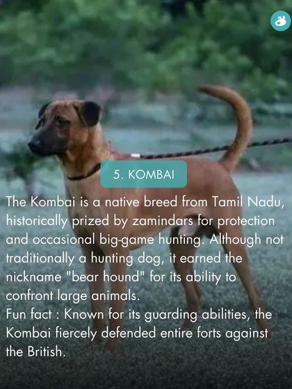 The Pack - Online Pet Parent Community A Voice for Every Dog photo 52