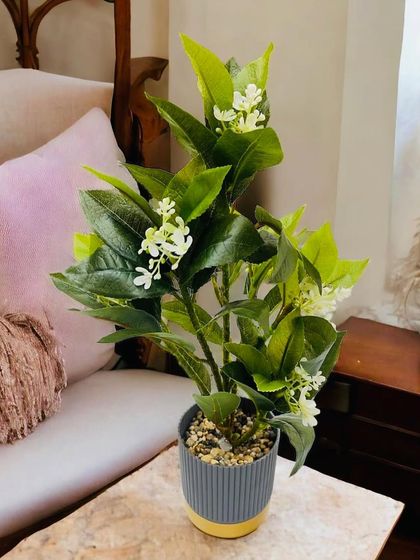 For those who prefer flowers, this small potted plant features delicate white blossoms among its green leaves. It offers the beauty of a flowering plant without worrying about sunlight or watering schedules.
