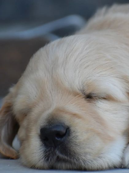 This Golden puppy is resting peacefully. A healthy puppy is a restful puppy.