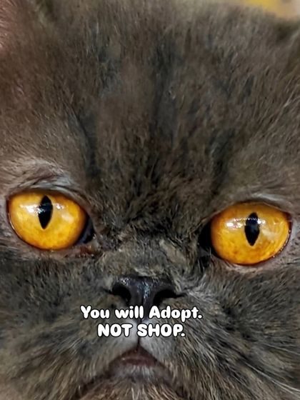 Charlie's Animal Rescue Centre - Animal Welfare Advocacy Be Their Voice: Advocacy & Awareness photo 9