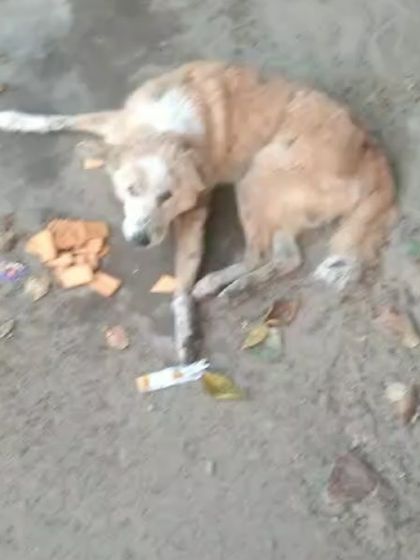 We received a video of this old dog, likely an accident victim, in Pushp Vihar. The person who reported him was not helpful with the location, so we had to put out a public appeal to find him.