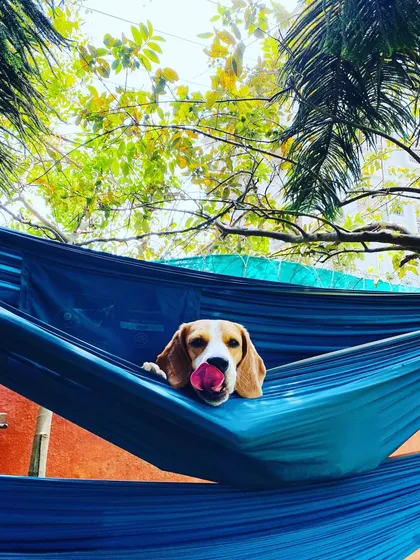 Time for a siesta. After a long day of play, there's nothing better than a peaceful nap. This sweet beagle is enjoying a gentle swing in a comfy hammock, living the true pawcation life.