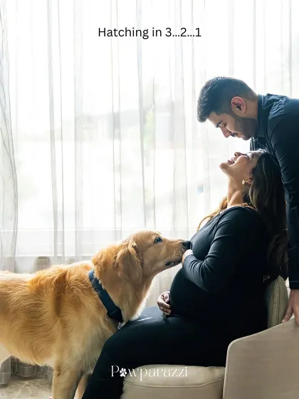 A playful and sweet maternity photo. Hugo the Golden Retriever gives his mom's baby bump a curious lick, perfectly capturing the "Hatching in 3...2...1" moment.