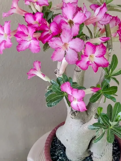 A stunning pink Adenium bonsai in full bloom. These "desert roses" are succulents and require very little water, making them perfect for sunny balconies.