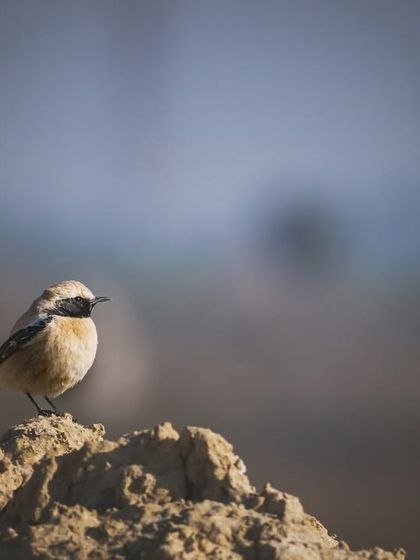 A Desert Wheatear perched on a mound of earth in the agricultural fields of Delhi NCR, a common winter visitor.
