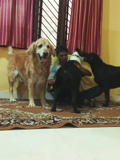 This Golden Retriever is patiently waiting his turn while his friends get some love.