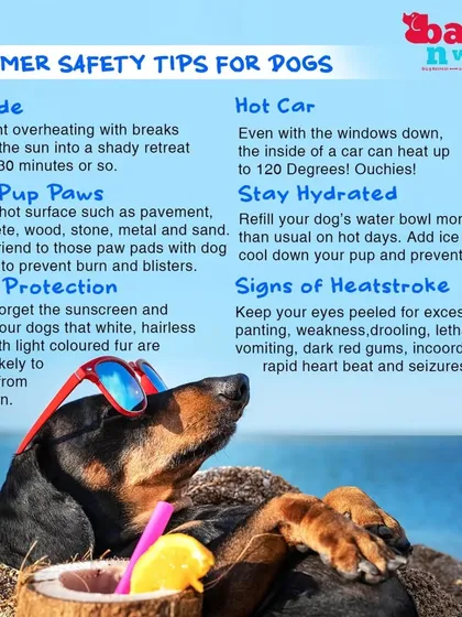 Summer requires extra care for our dogs. This infographic provides essential summer safety tips, including providing shade, avoiding hot pavement, and recognizing the signs of heatstroke.