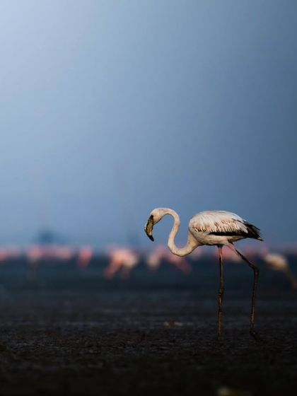 A close-up view of a Greater Flamingo against the deep blue of the pre-dawn light, its powerful legs and curved beak in sharp detail.