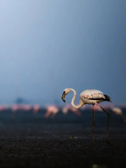 A close-up view of a Greater Flamingo against the deep blue of the pre-dawn light, its powerful legs and curved beak in sharp detail.