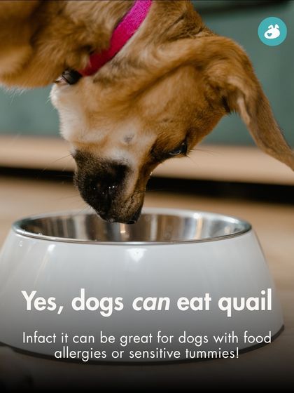 The Pack - Pet Parent Education & Workshops The Healthy Bowl: Canine Nutrition & Recipes photo 14