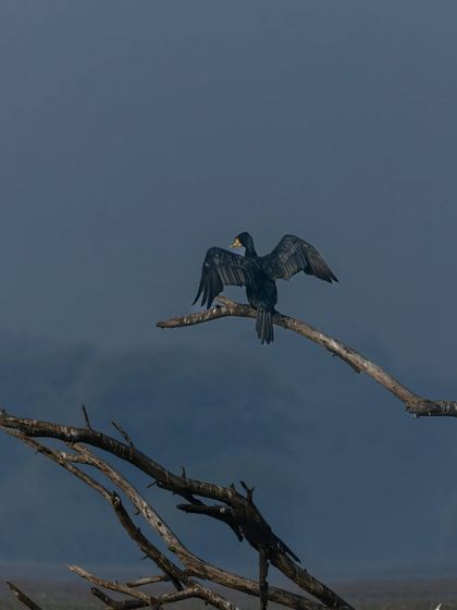 A Great Cormorant strikes a classic pose, drying its wings against a moody, dark sky at Bharatpur Bird Sanctuary.