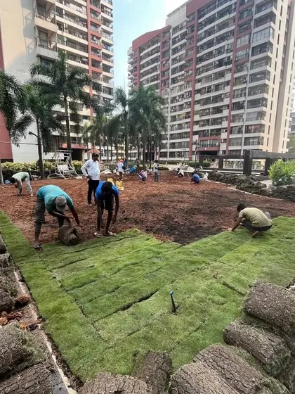 No project is too big for our team. Here we are laying a 6,500 square foot lawn for the Maple Leaf residential complex in Powai, a task we successfully completed in just three days.