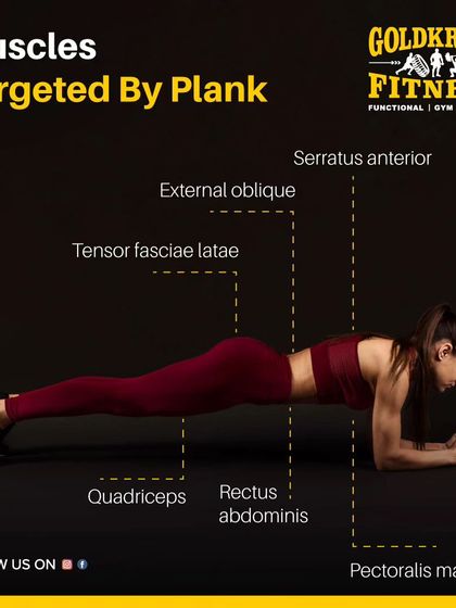 The plank is more than just an ab exercise. This diagram shows all the muscles targeted by a plank, including the rectus abdominis, obliques, quadriceps, and even pectorals.