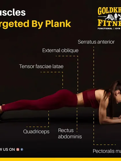 The plank is more than just an ab exercise. This diagram shows all the muscles targeted by a plank, including the rectus abdominis, obliques, quadriceps, and even pectorals.