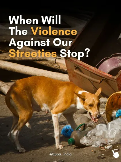 Cupa - Animal Cruelty Legal Aid & Advocacy Building a Compassionate Community photo 6