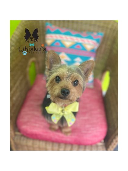 Furrybells Pet Grooming - Pet Grooming (Dogs & Cats) Breed-Specific Dog Styles photo 66