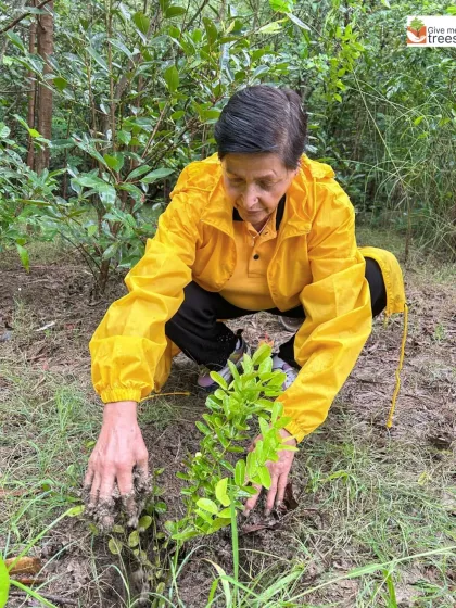 A volunteer in a bright yellow raincoat carefully plants a sapling. Her focus and care, even in the rain, embody the spirit of our dedicated volunteers.