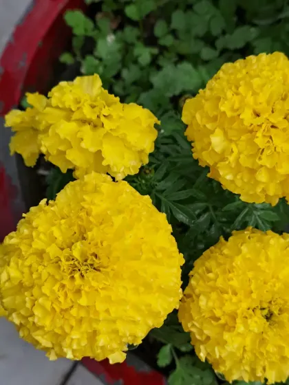 Bhardwaj - Urban Gardening Consultation A Riot of Colorful Flowers photo 61