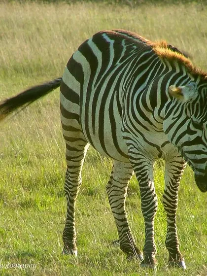 A Plains Zebra from a trip to Masai Mara, Kenya back in 2007. The golden light of the African savanna and the striking patterns of the zebra create a timeless and beautiful image.