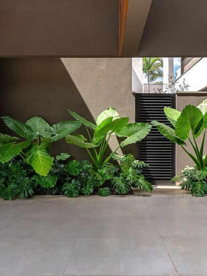 The play of sunlight and deep shadows across the foliage adds depth and drama to this entryway garden. We consider how the light will interact with the landscape throughout the day.