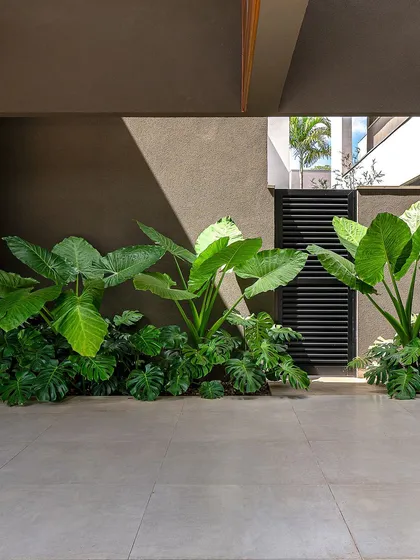 The play of sunlight and deep shadows across the foliage adds depth and drama to this entryway garden. We consider how the light will interact with the landscape throughout the day.