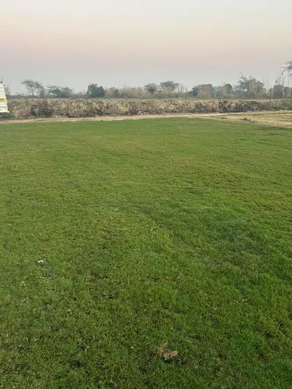 A freshly laid lawn showing the vibrant green color and texture of my natural turf.