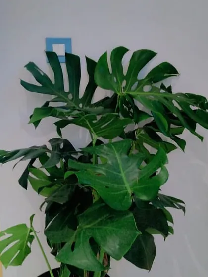 The iconic Monstera deliciosa, also known as the Swiss Cheese Plant, makes a bold statement in any indoor space. Its large, fenestrated leaves add a touch of the tropics. We select healthy, mature plants like this one to ensure they make an immediate impact in your office or home.