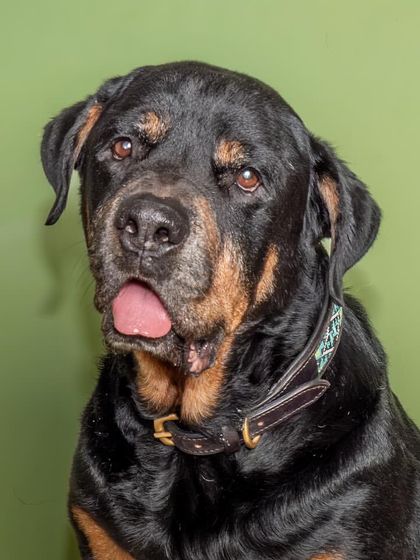 A classic portrait of Jag the Rottweiler against a green studio wall. Even in a more formal setting, his gentle and slightly goofy personality shines through.