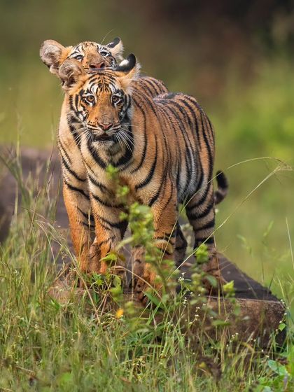 The heartthrobs of Pandherpauni, Choti Tara's two adorable cubs, captured in a playful moment.